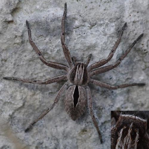 Thanatus sp.