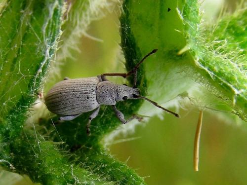 Réf. 128 714 : Phyllobius virideaeris