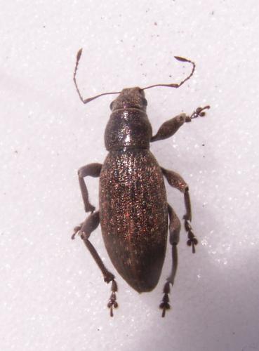 Réf. 128 126 : Brachyderes incanus