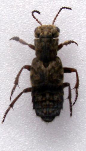 Réf. 128 390 : Ontholestes tessellatus