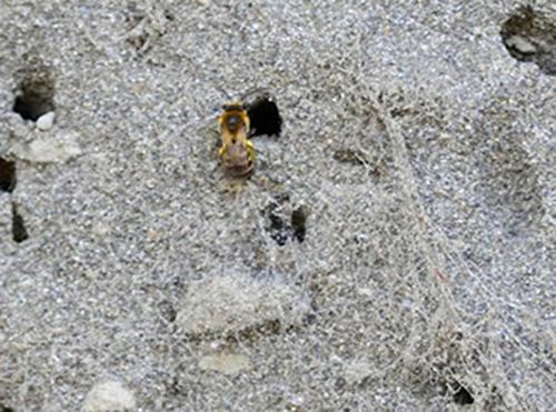 Réf. 128 649 : Colletes sp.