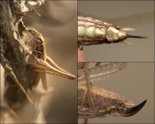 Tessellana tessellata tessellata