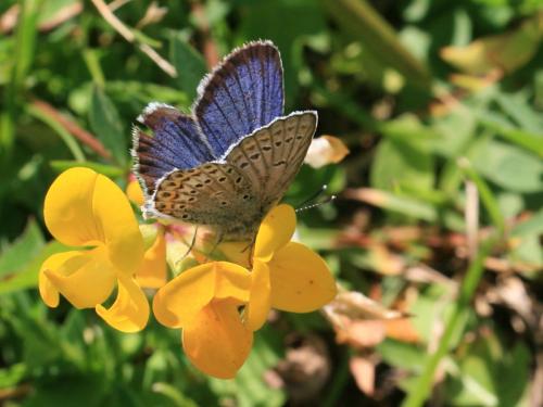 Plebejus sp.