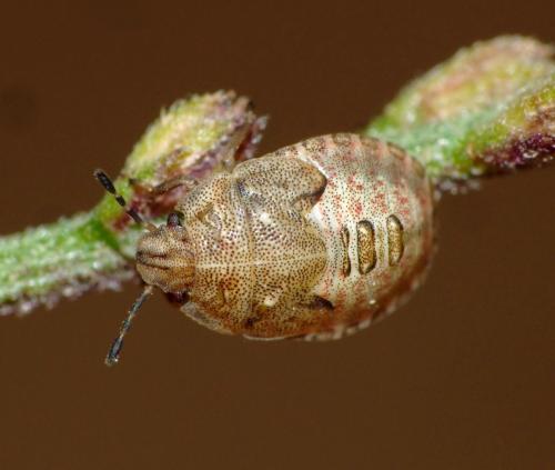 Réf. 128 056 : Podops inunctus