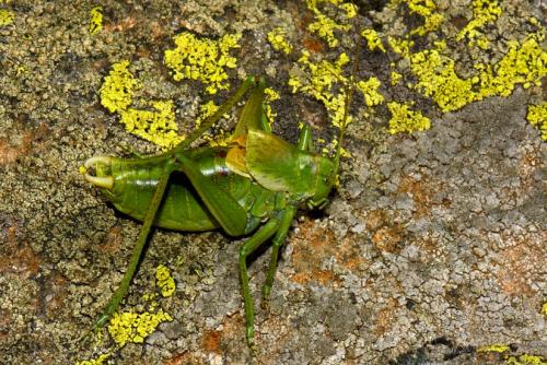 Réf. 128 403 : Polysarcus scutatus