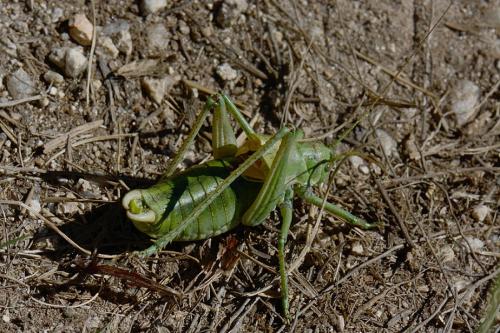 Polysarcus scutatus
