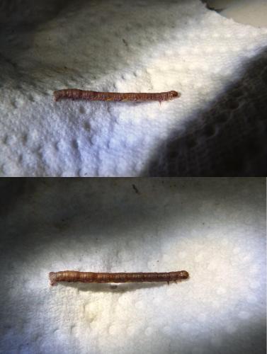 Réf. 128 638 : Macaria sp.