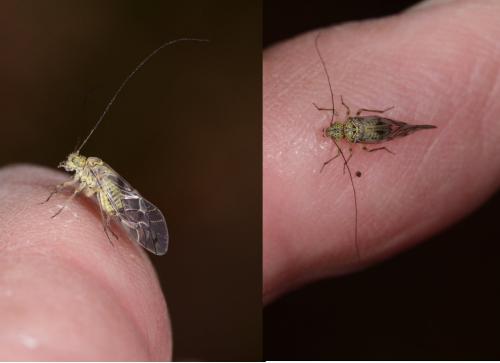 Psococerastis gibbosa