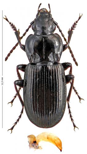 Réf. 128 557 : Pterostichus morio baudii