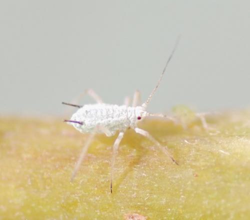 Macrosiphum albifrons