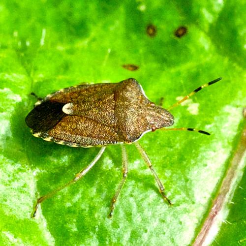 Réf. 128 347 : Peribalus strictus vernalis
