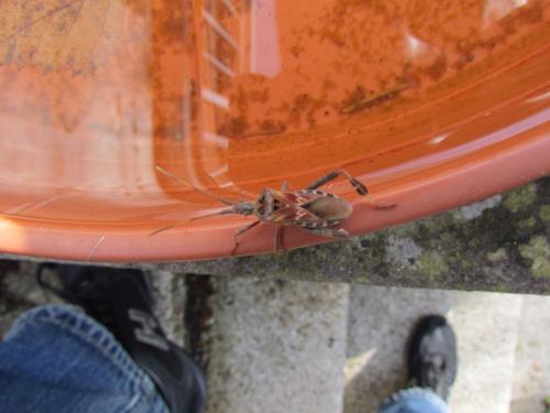 Réf. 128 696 : Leptoglossus occidentalis