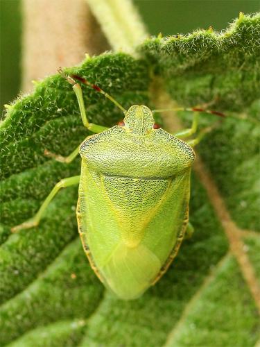 Palomena prasina