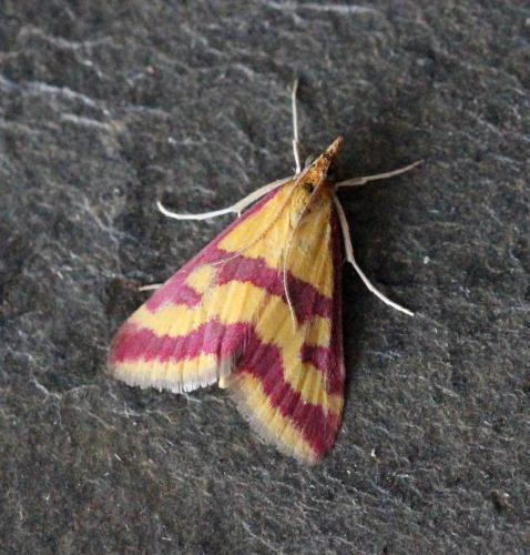 Pyrausta sanguinalis