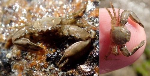 Réf. 128 613 : Pisidia longicornis
