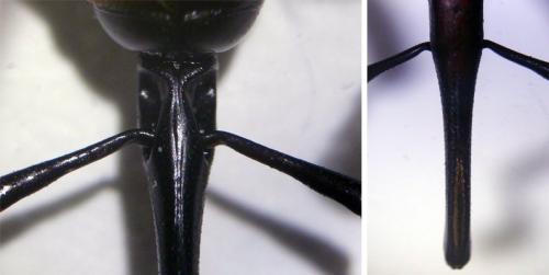 Rhynchophorus vulneratus