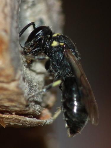 Hylaeus sp.