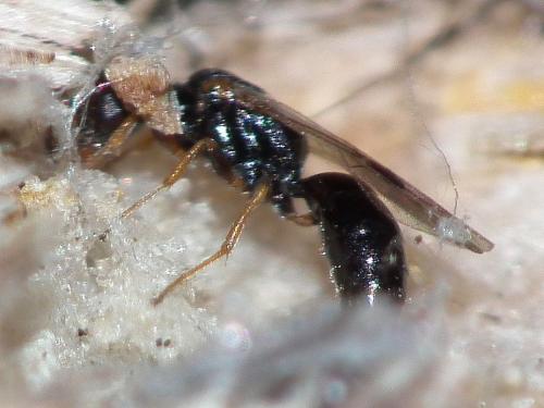 Réf. 128 670 : Spilomena sp.