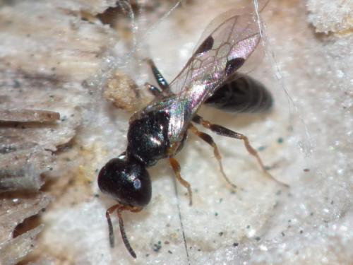 Spilomena sp.