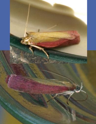 Oncocera semirubella