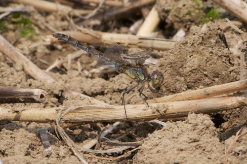 Sympetrum striolatum