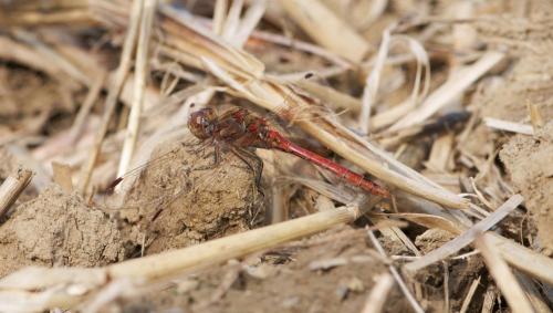 Réf. 128 132 : Sympetrum vulgatum