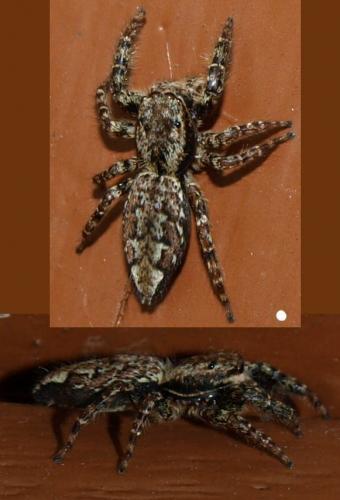 Marpissa muscosa