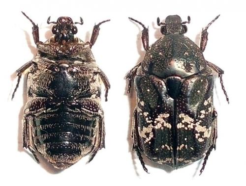 Réf. 128 775 : Protaetia acuminata