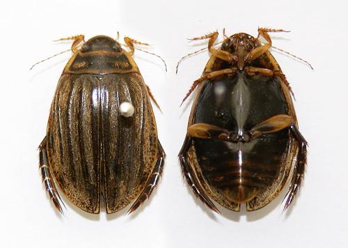 Réf. 128 849 : Acilius sulcatus