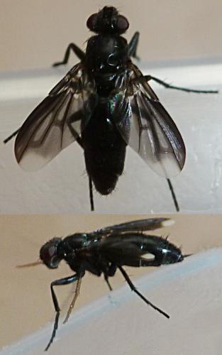 Réf. 128 065 : Melanophora roralis