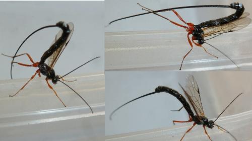 Réf. 128 295 : Townesia tenuiventris