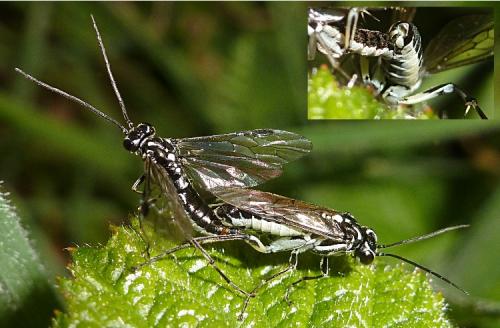 Réf. 128 352 : Pachyprotasis rapae