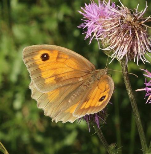 Maniola jurtina