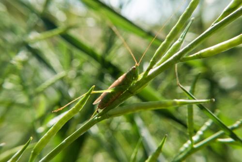 Réf. 128 460 : Conocephalus fuscus