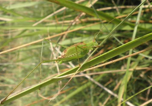 Réf. 128 206 : Phaneroptera falcata