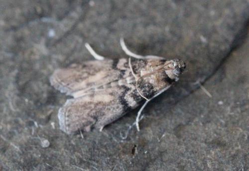 Réf. 128 225 : Euzophera pinguis