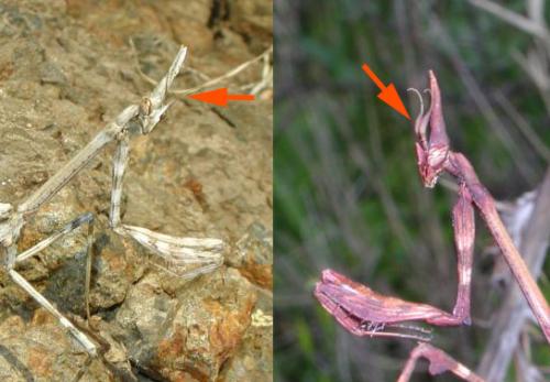 Réf. 128 537 : Empusa pennata