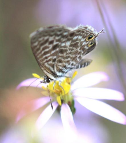 Leptotes pirithous