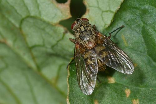 Réf. 128 693 : Phaonia valida