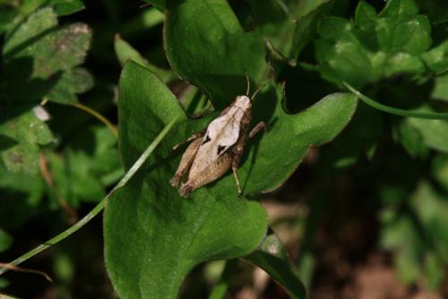 Réf. 128 029 : Tetrix undulata