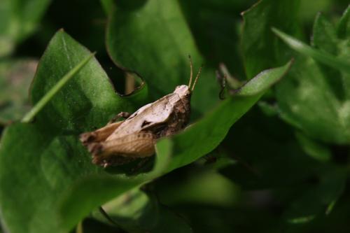 Réf. 128 030 : Tetrix undulata