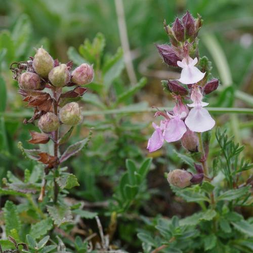 Réf. 128 084 : Copium clavicorne clavicorne