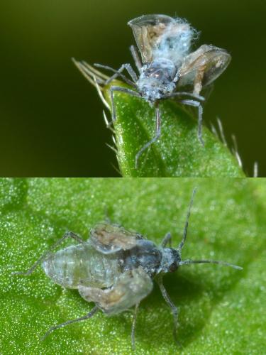 Réf. 128 809 : Thecabius affinis