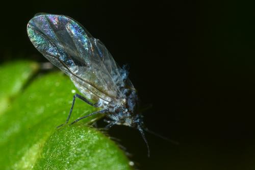 Réf. 128 886 : Thecabius affinis