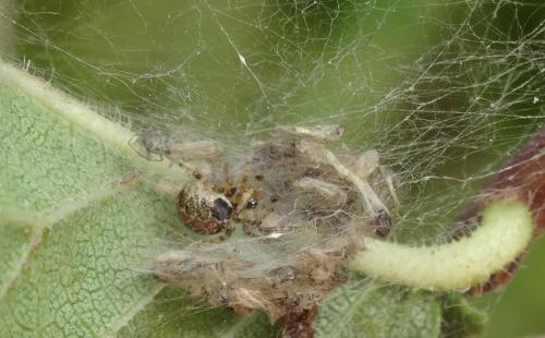 Theridion pictum