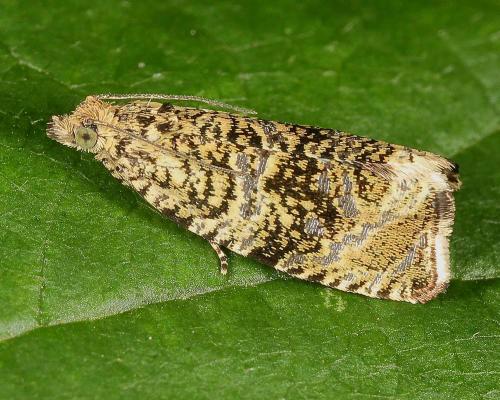 Celypha lacunana