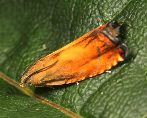 Pammene aurita