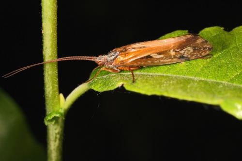 Limnephilus sp.