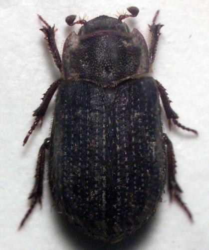 Trox perrisii
