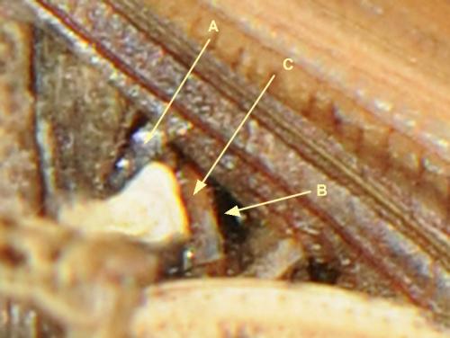 Chorthippus sp.